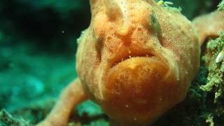 Facts The Frogfish [upl. by Suzan]