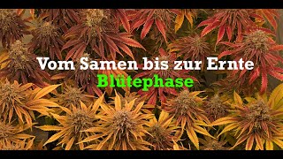 Vom Samen bis Ernte Blütephase 80x80 MimosaXOrange Biscotti Mintz Ayuascar Purple [upl. by Nievelt432]