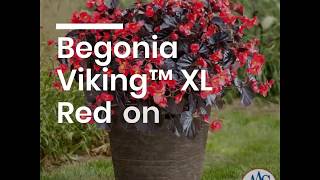 Begonia Viking XL Red on Chocolate  AAS Winner [upl. by Navonoj]