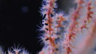 Astrogorgia sp nonphotosynthetic gorgonian [upl. by Lyall815]