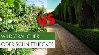 Diese Sträucher dürfen in deiner Hecke nicht fehlen [upl. by Lilybelle]