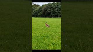 Hares up close with drone hare drone djimini4pro upclose nature [upl. by Rutherfurd]