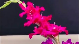 V109Gladiolus Flower Arrangement Ideas [upl. by Atterys]