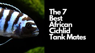 The 7 Best African Cichlid Tank Mates 🐟 [upl. by Orel]