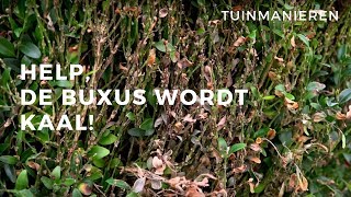 Help de Buxus wordt kaal Wat is er met de Buxus Schimmel [upl. by Husain971]