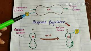 TwoComponent Signaling Systems [upl. by Giordano547]