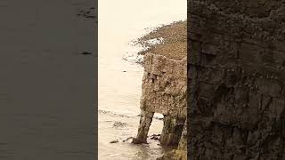 Bempton Cliffs [upl. by Gibe]