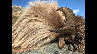 Himalayan Bull Tahr Hunt in South Island New Zealand [upl. by Nej912]