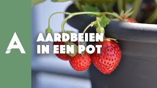 Aardbeien in een pot planten I Een groener thuis 54 I Angelo Dorny [upl. by Arret522]