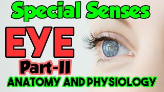 Special SensesEye UnitVI PartII Anatomy and PhysiologyEye and vision disorders By Farman KMU [upl. by Lorianna]