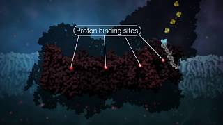 Complex I Electron Transfer [upl. by Marrin901]