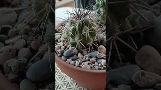 Copiapoa Fideleriana y Fideleriana Variegata [upl. by Ileane916]