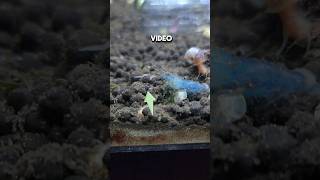 Dealing with Planaria Worms in a shrimp tank Part 2 Planaria traps vs No Planaria [upl. by Renner467]