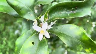 Papilio helenus モンキアゲハ attracted to Kumquat emerging flowers [upl. by Dalpe]