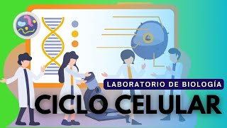 Laboratorio de Biología Ciclo celular [upl. by Kippy]