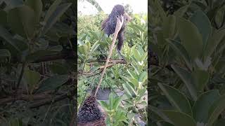 The plover hunts the king cobra music birdsmusic [upl. by Adiv184]