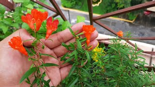 Growing Dwarf Pomegranate Punicum Granatum nana in Containers [upl. by Nus]