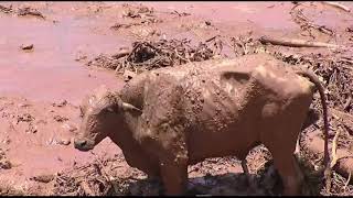 Brazil 2019  Drone Footage showing the damage created by the de broken dam [upl. by Ydnys151]