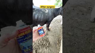 Hygroma surgery  buffalo surgery  vet dr Mudassir  hospitalday vitalcare cow doctorshospital [upl. by Avad]