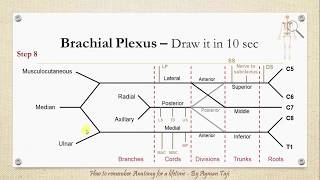 How to Draw the Brachial plexus in 10 secs  How to Remember Anatomy for a Lifetime [upl. by Nosredneh776]