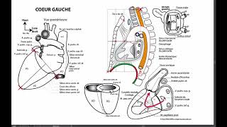 Coeur gauche [upl. by Alios123]
