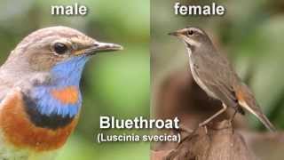 Bluethroat  Bird Call and Pictures for Teaching BIRDSONG [upl. by Levi855]