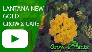 Lantana new gold  growing and care [upl. by Spancake]