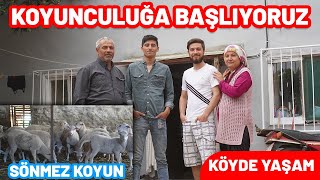 SONUNDA KOYUNCULUĞA BAŞLIYORUZ 😱 SÖNMEZ KOYUN  Koyun Yetiştiriciliği  Küçükbaş Koyunculuk  Vlog [upl. by Gnolb]