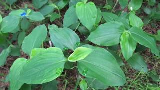 Commelina benghalensisDiya meneriyaHerbal plants of Sri Lanka [upl. by Amitie213]