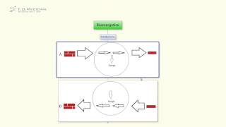 3 Bioenergetica per i test di ammissione [upl. by Murrah96]