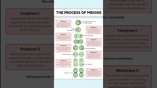 The process of meiosis A quick revision neet2025 neet neetexam shorts shortsfeed biology [upl. by Caldeira640]