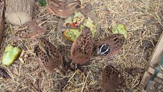 Hanging with Bobwhite Quail 🌿🐤 [upl. by Agbogla]