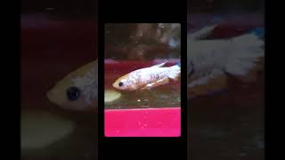 Betta Breeding devie simplyaquatics bettabreeding [upl. by Alessandro]