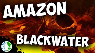 AMAZON BLACK WATER BIOTOPE AQUARIUM SETUP FOR WILD FISH [upl. by Corine810]