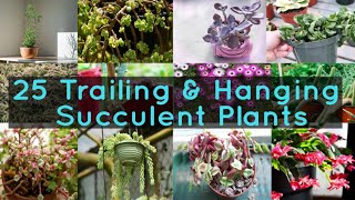 25 Trailing amp Hanging Succulent Plants [upl. by Emse]