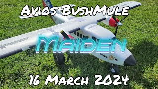 Avios Bush Mule V1  Maiden  16 03 2024 [upl. by Natal]