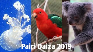 Pairi Daiza 2019 Oiseaux aquarium [upl. by Euqinmod846]