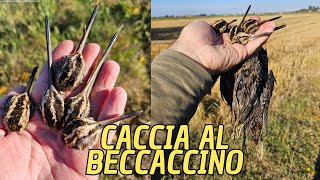 Primi Beccaccini della stagione bellissima mattinata di caccia caccia hunting hunt veneto [upl. by Ainnos]