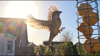 More Bird Feeder 031124 [upl. by Freud]