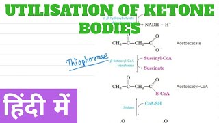 Utilization of Ketone Body in Hindi [upl. by Ellirehs]