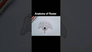 Anatomy of flower [upl. by Kantor]