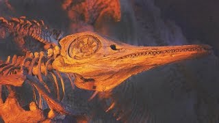 11 AMAZING Fossil Discoveries [upl. by Eirlav]