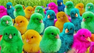 Catch Cute Chicks Colorful Chickens Rainbow Chicks Beautiful Chicks Pink Yellow Chicks 16 [upl. by Brewster]