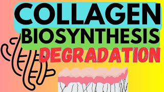 Collagen  Biosynthesis and Degradation [upl. by Jabin]