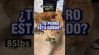 Tu perro está gordo Cuánto debería comer Cuidado con los cachorrosadiestramientocanino shorts [upl. by Aynek]