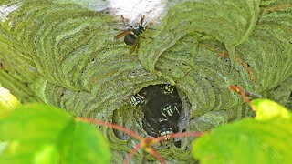 Dolichovespula maculata BALD FACED HORNET nest video 9084683 [upl. by Schindler721]