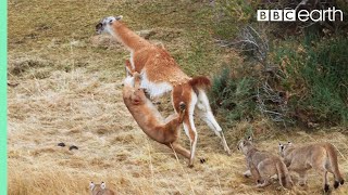 Puma takes on Guanaco 3 Times Her Weight  Seven Worlds One Planet  BBC Earth [upl. by Acinimod]