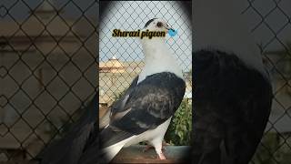 pigeon Sherazi pigeon birdlovekabuteryoutubeshorts [upl. by Novhaj]