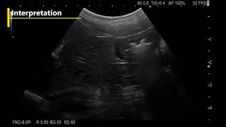 Esophagus Stomach Duodenum Dog Ultrasonound Examination [upl. by Haymes]