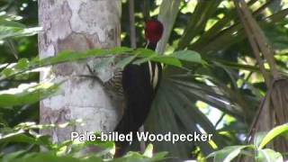 Birds of Belize  Woodpeckers and Woodcreepers [upl. by Eldwon]